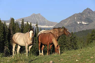 Glacier National Park horses