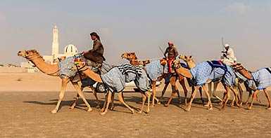 Dubai camels head to the races