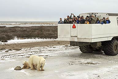 Watching polar bears in Churchill, Manitoba, Canada