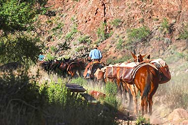 Grand Canyon Phantom Ranch mule team