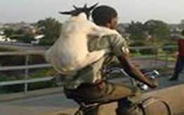 Goat bike