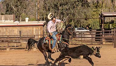White Stallion Ranch team penning during rodeo