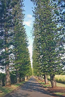 Napili Kai, Pineapple Hill road