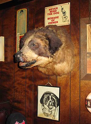 Shooting Star Saloon stuffed St. Bernard