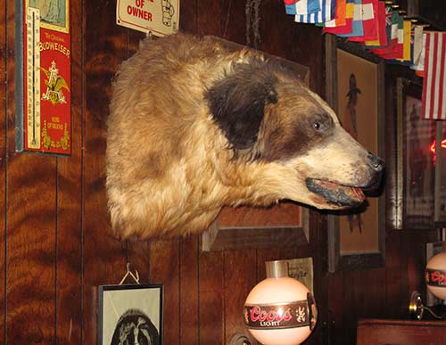 Shooting Star Saloon stuffed St. Bernard