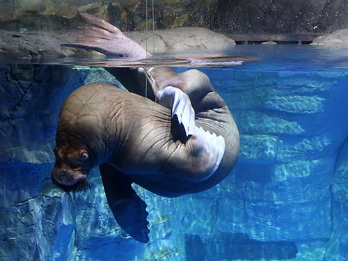 Russia, Primorsky Aquarium walrus