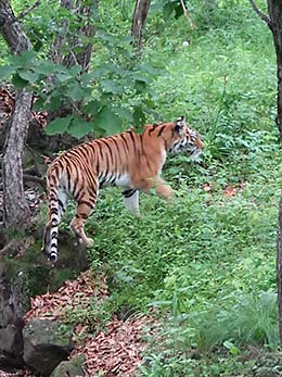 Vladivostok Primorsky Safari Park Amur tiger