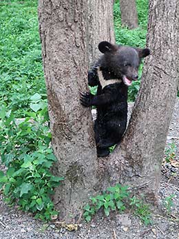 Vladivostok Primorsky Safari Park Siberian bear