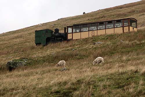 Sheep graze along Snowden Mountain Railway tracks
