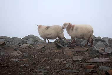 Sheep on Snowden Mountain