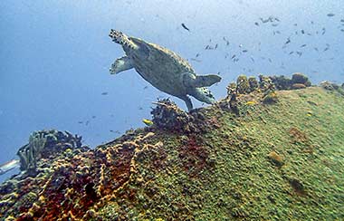 Hawksbill turtle and thick encrusted life on Ellion in Carlisle Bay Photo by David Noyes