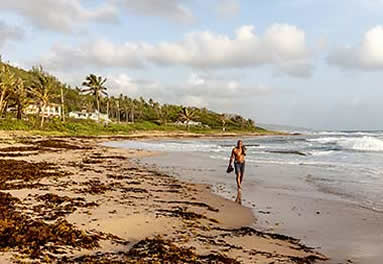 Rugged beach on Barbados east coast