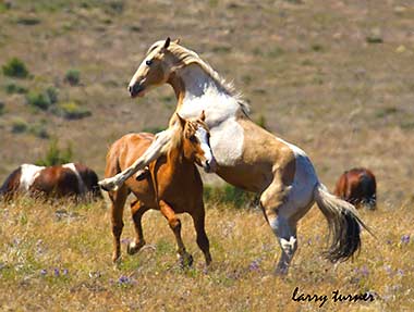 South Steens wild horse band horseplay