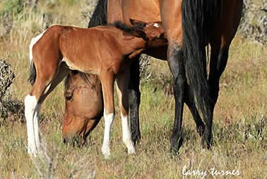 South Steens new wild foal