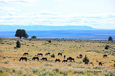 South Steens wild horse herd with view of Hart Mountain