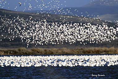 Oregon lavabeds snowgeese
