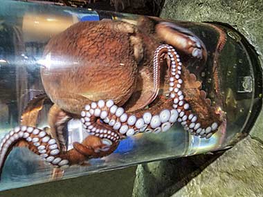 Giant Pacific octopus at Seattle Acquarium