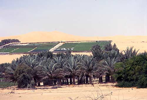 Abu Dhabi Liwa Greenhouses and Agriculture