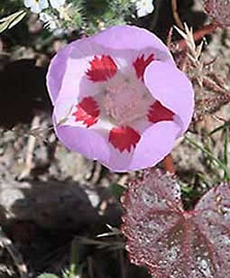Death Valley flower