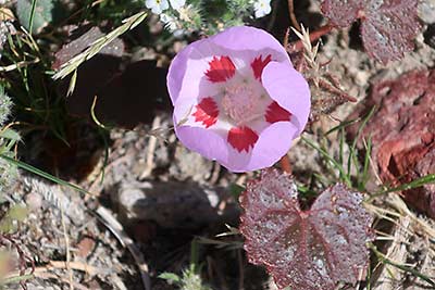 Death Valley National Park pink flower