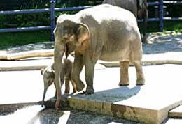 Asian elephants Rose T and Lily, Oregon