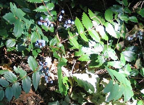 Oregon grape