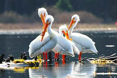 Oregon pelicans