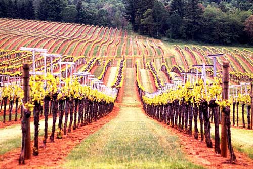 Sokol Blosser Winery's vineyard, Oregon