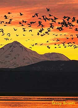 Tule Lake bird flock