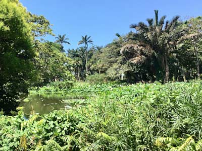 Durban Botanic Gardens tropical pond