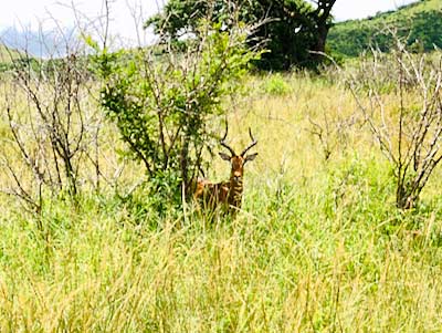South Africa Hluhluwe Umfolozi Game Reserve impala