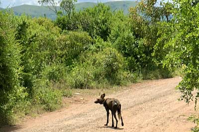 South Africa Hluhluwe Umfolozi Game Reserve wild dog