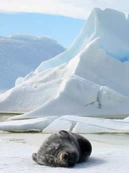 Weddell seal pup hours old
