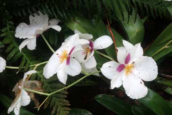 Kew Gardens orchids