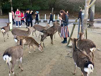 Osaka Nara Park deer begging