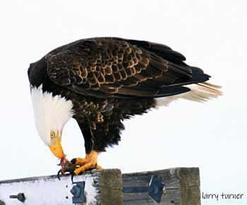 Klamath Basin National Wildlife Refuge Complex eagles