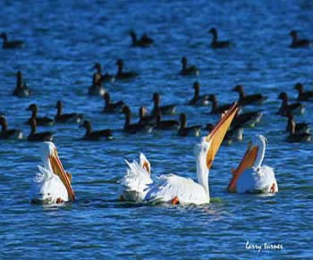Klamath Basin National Wildlife Refuge Complex sandhill cranes, white pelicans and shorebirds