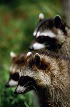 Klamath Basin National Wildlife Refuge Complex raccoons