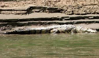Chiapas Usumacinta Morelets crocodile