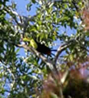 Chiapas Usumacinta toucan