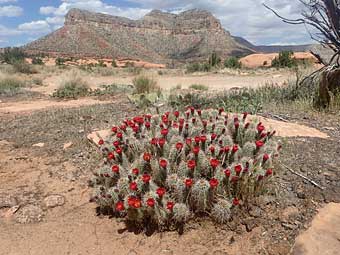 Kanab, Utah flowering cactus
