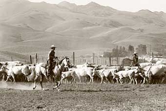 Alder Creek Ranch Nevada