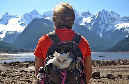 Hiker with cat in backpack