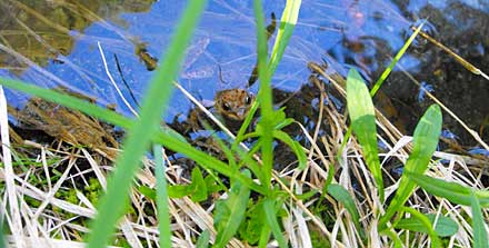 Frog hiding in Maidu lake