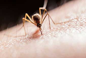 Mosquito biting arm