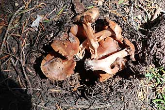 Mushrooms along the North Umpqua Trail