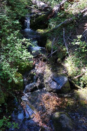 A small feeder stream of the North Umqua River