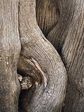 Bristlecone bark