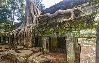 Cambodian tree root ruins