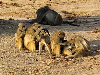 Botswana, Chobe National Park, baboons grooming
